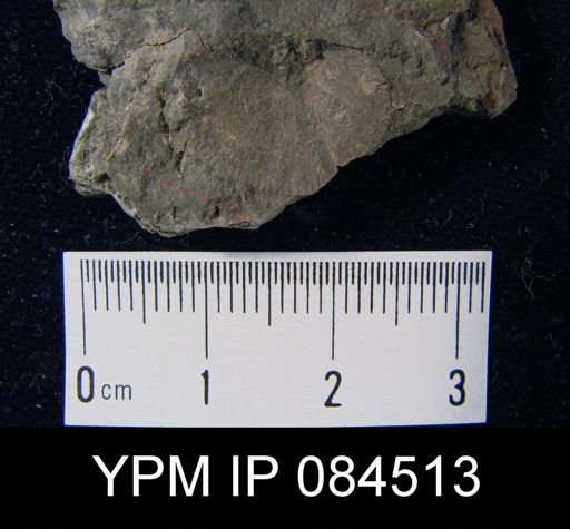 Mendacella uberis