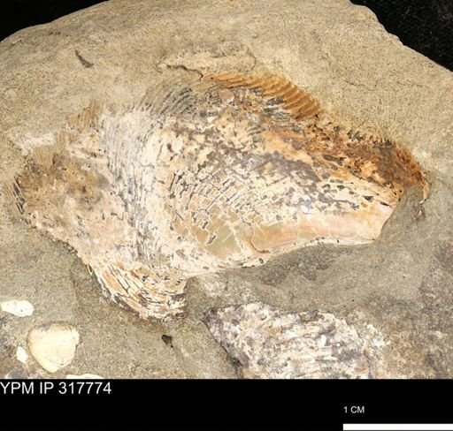 Hoploscaphites sp.
