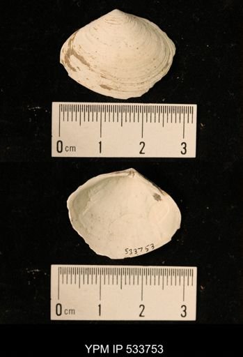 Tellina sp.