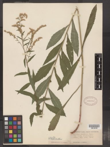 Solidago ulmifolia