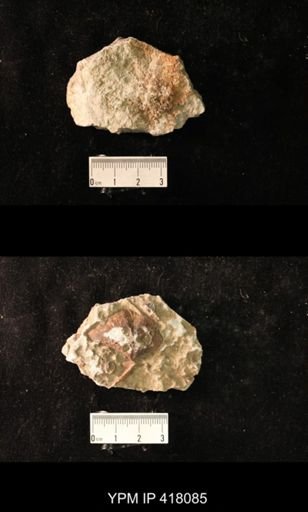 Spirifer cameratus