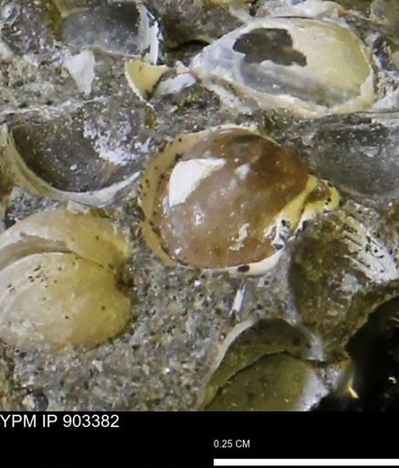 Corbulamella sp.