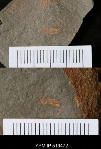 Annelida?