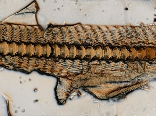 Dendronotus frondosus