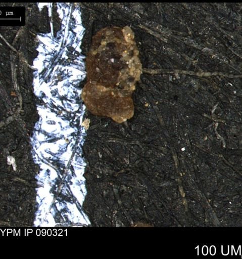 Ammobaculites euides