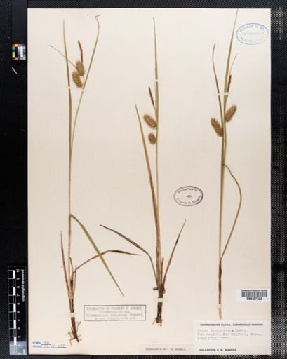 Carex hystericina