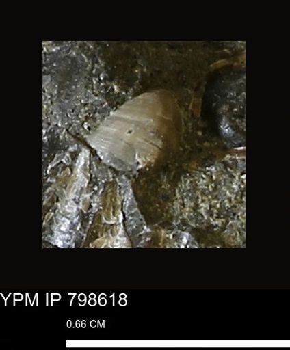 undet. Mollusca