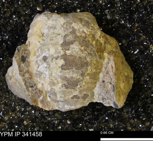 Scaphites sp.