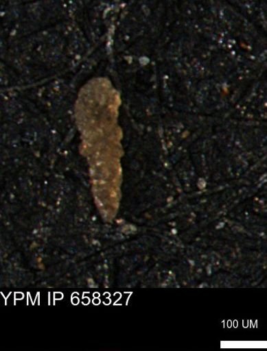 Verneuilinoides kansasensis