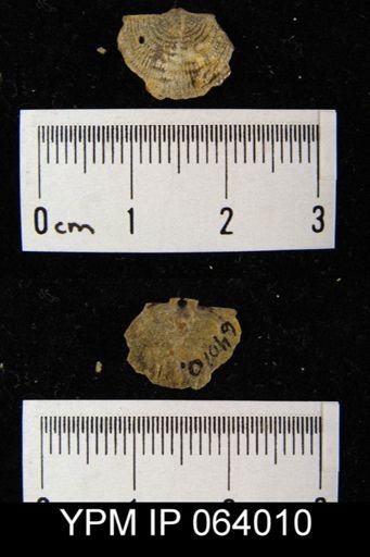 Leptaena tennesseensis