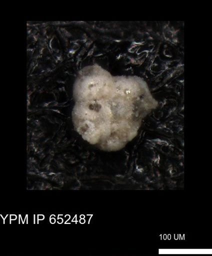 undet. Foraminiferida