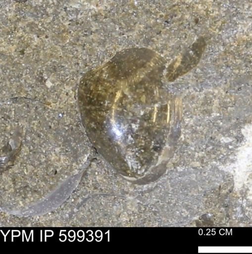 Protocardia subquadrata