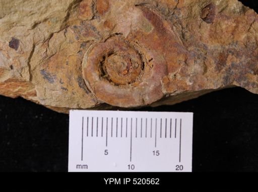 undet. Gastropoda