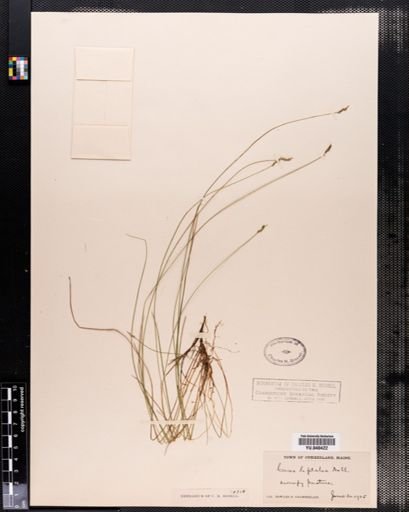 Carex leptalea