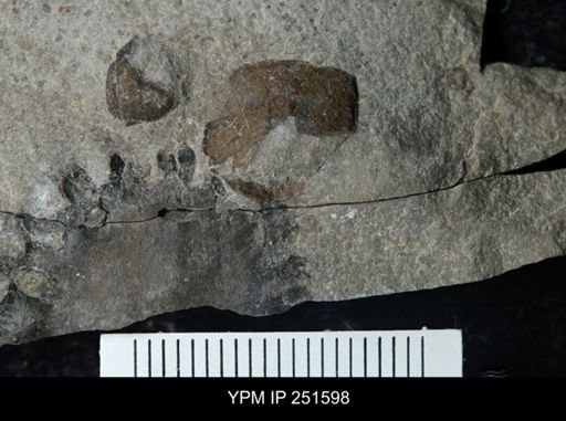 undet. Eurypterida