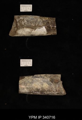 Baculites sp.