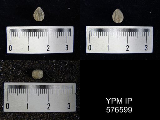 Camarotoechia acinus