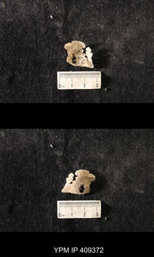Strophomena sp.