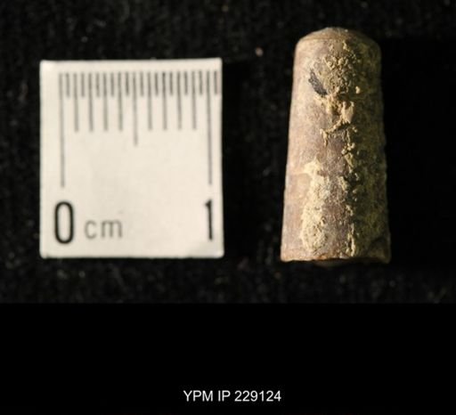 Pseudorthoceras knoxense