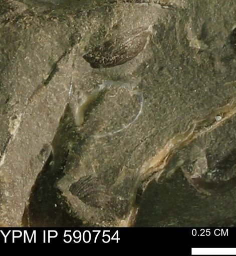 undet. Bivalvia