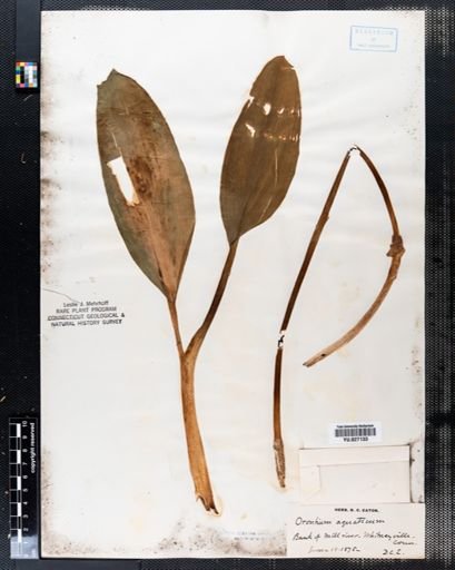 Orontium aquaticum