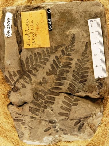 Pecopteris cordata