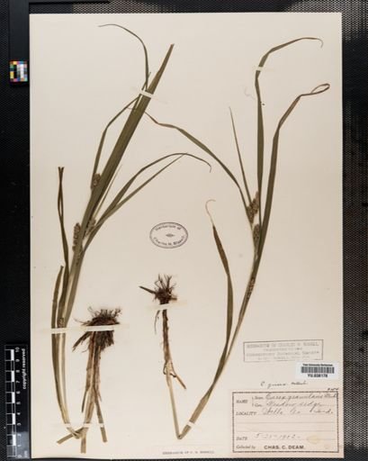 Carex amphibola