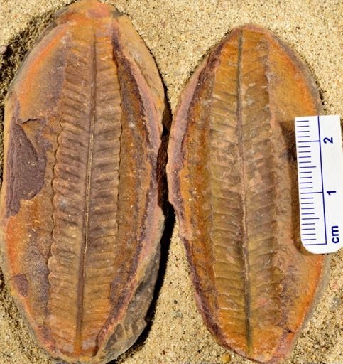 Pecopteris