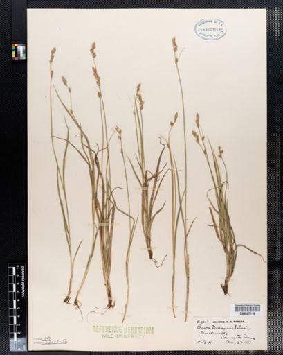 Carex deweyana