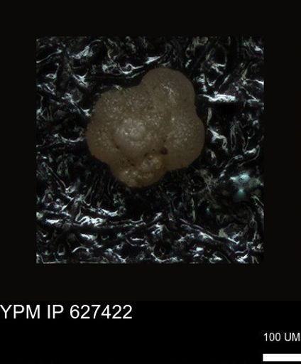 undet. Foraminiferida