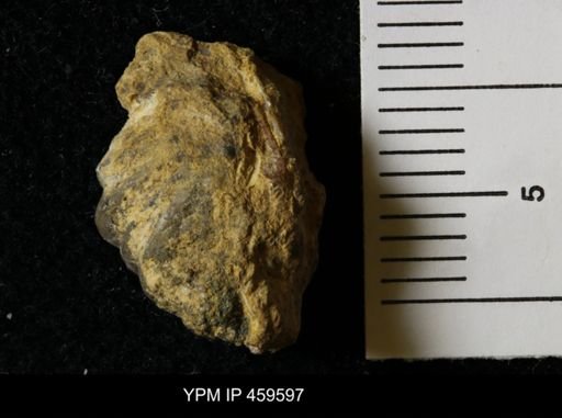 Wellerella osagensis