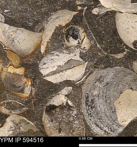 Protocardia sp.
