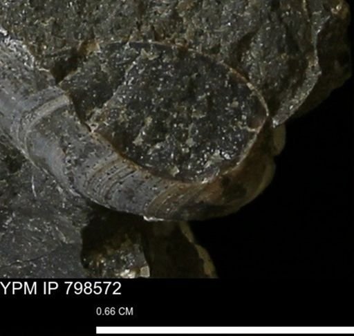 Nucula sp.