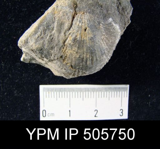 Atrypa sp.
