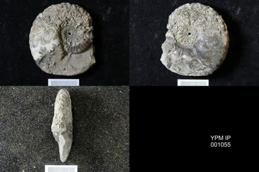 Hoplites deshayesi