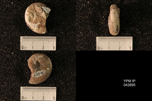 Hoploscaphites nicolletii