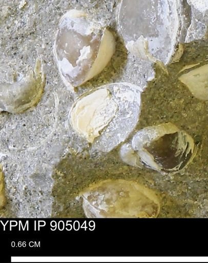 undet. Bivalvia