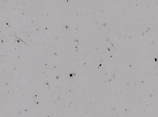 Haliclona