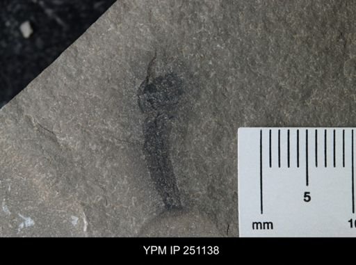 Cooksonia sp.