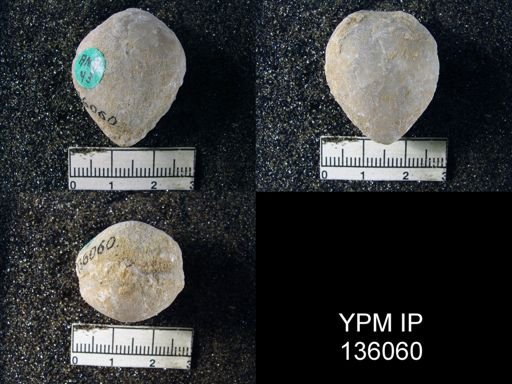 Spirigerella grandis