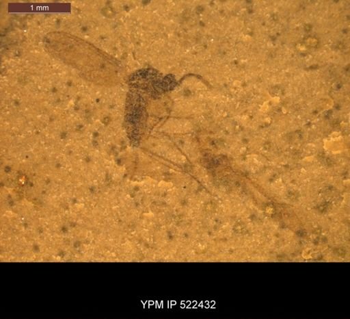 undet. Diptera