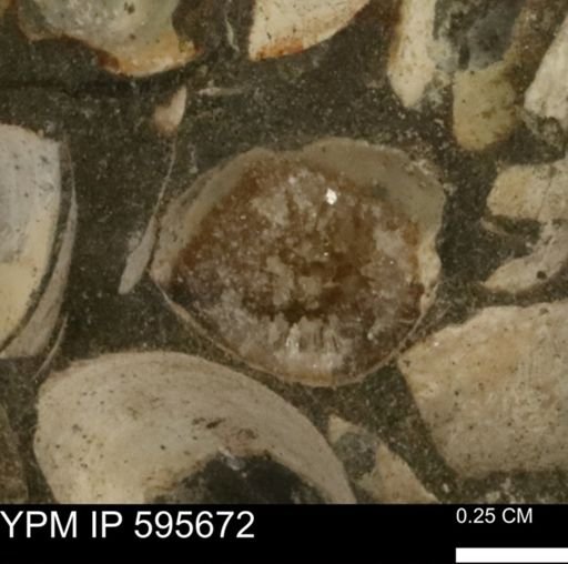 Protocardia sp.