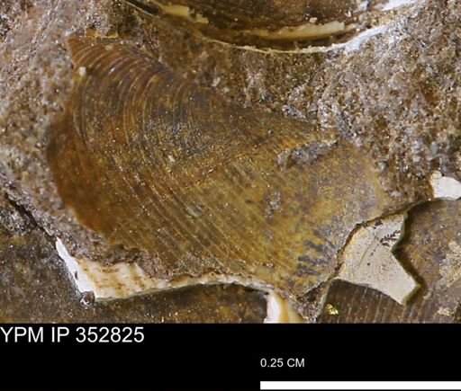 undet. Bivalvia