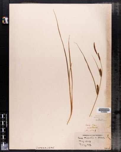 Carex