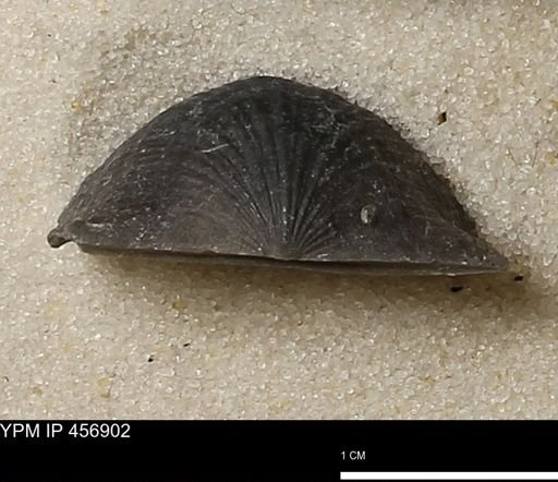 Stropheodonta sp.