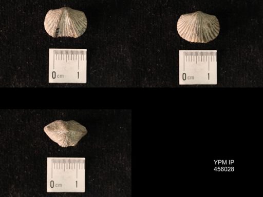 Platystrophia sp.
