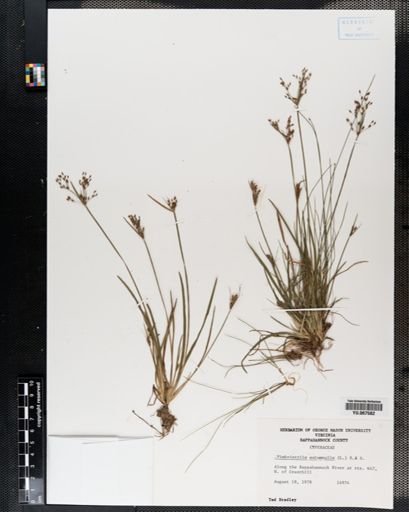 Plantae