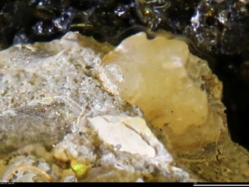 undet. Scaphitidae