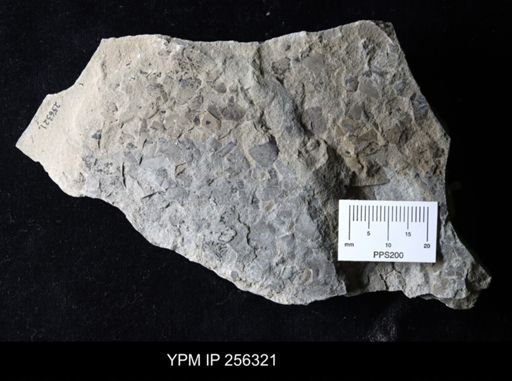 Eurypterida