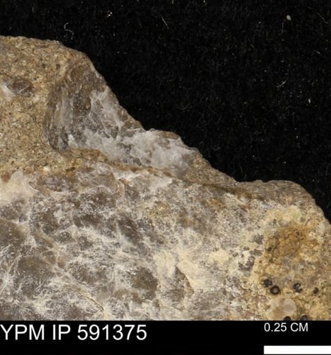 Ostrea translucida
